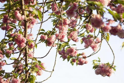 Flower covered tree in spring time