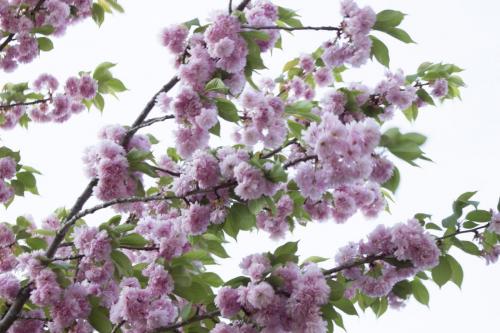 Flower covered tree in spring time