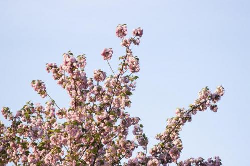 Flower covered tree in spring time