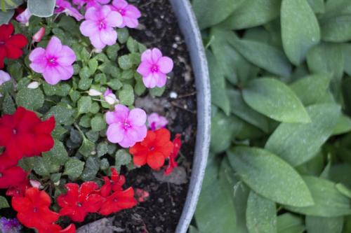 Flowers in a container