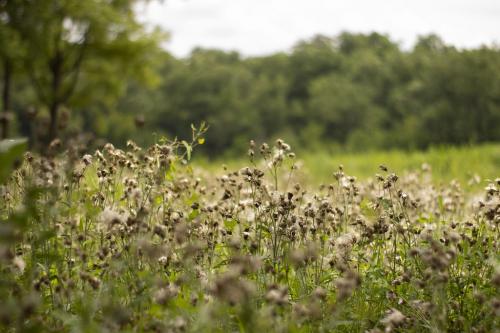 Beautiful Field