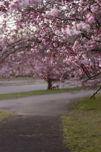 Flowered trees in the park