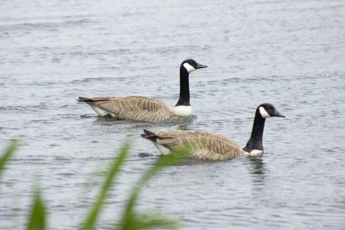 Geese