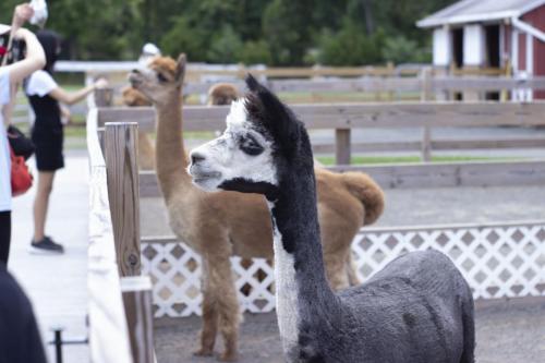 Alpacas