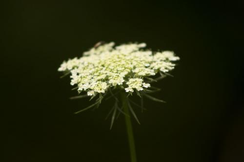 Close-up of white flowers